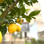 Hidden Gem Near Center- Garden, Outdoor Kitchen, Sauna Πόρτο